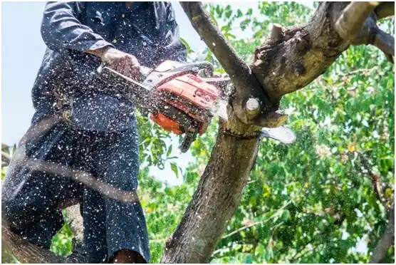 tree services Rockaway Beach